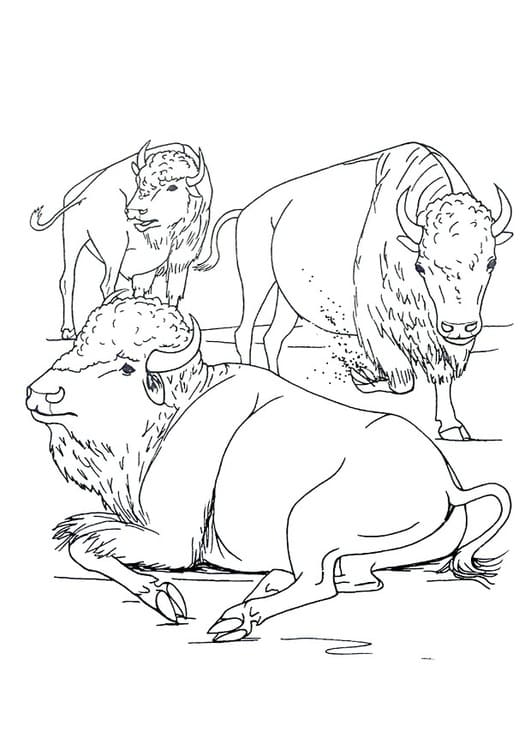 Three Bison Coloring Game Three Bison