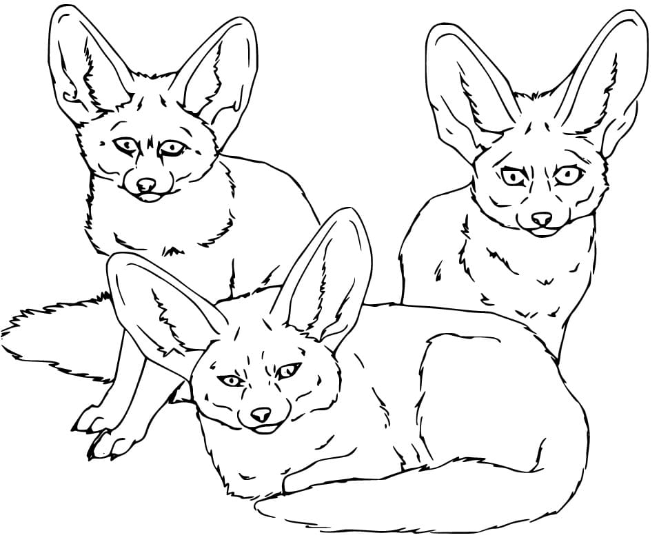 Three Fennec Foxes
