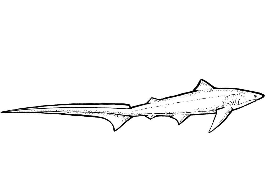 Thresher Shark