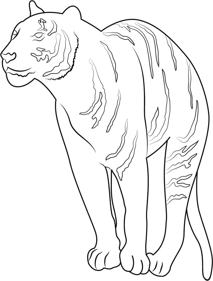Tiger Standing