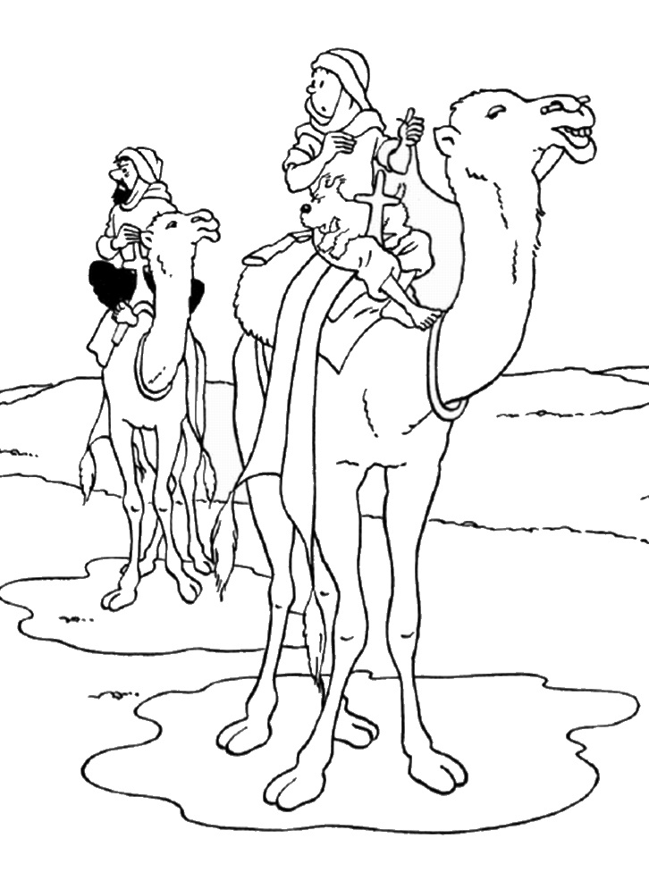 Tintin Riding Camel