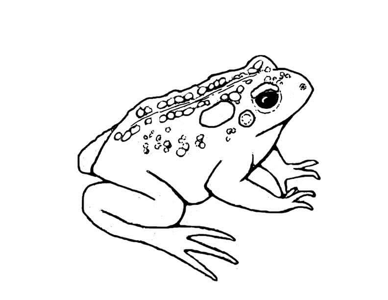 Toad Coloring Games - ColoringGames.Net