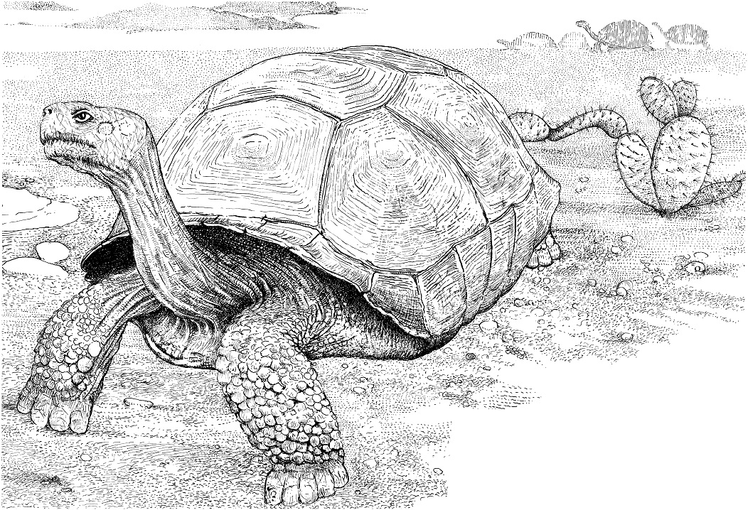 Tortoise in a Desert Coloring Game Tortoise in a Desert