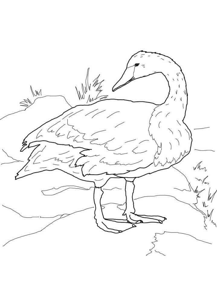 Trumpeter Swan on Shore Coloring Game Trumpeter Swan on Shore