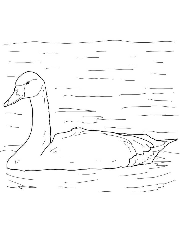 Tundra Swan Arctic Bird Coloring Game Tundra Swan Arctic Bird