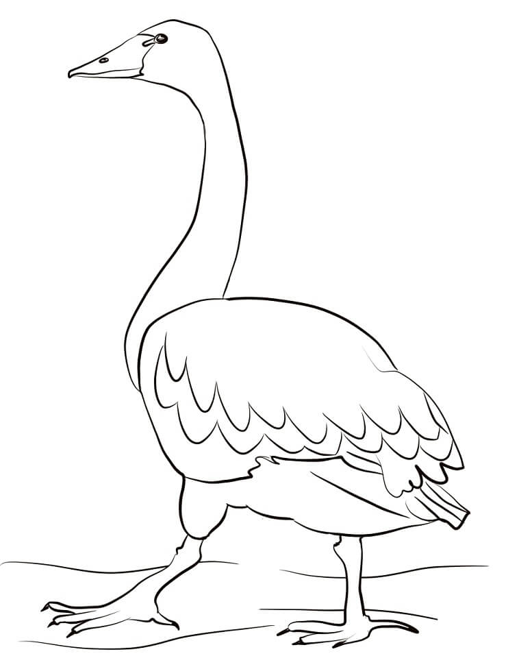 Tundra Swan Coloring Game Tundra Swan
