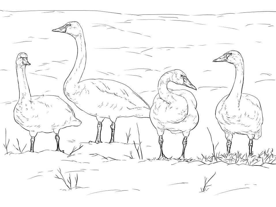 Tundra Swans Coloring Game Tundra Swans