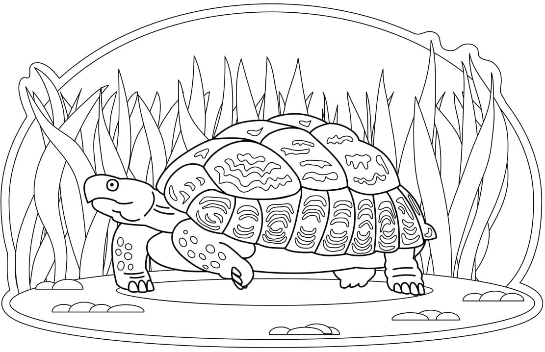 Turtle Walks Coloring Game Turtle Walks