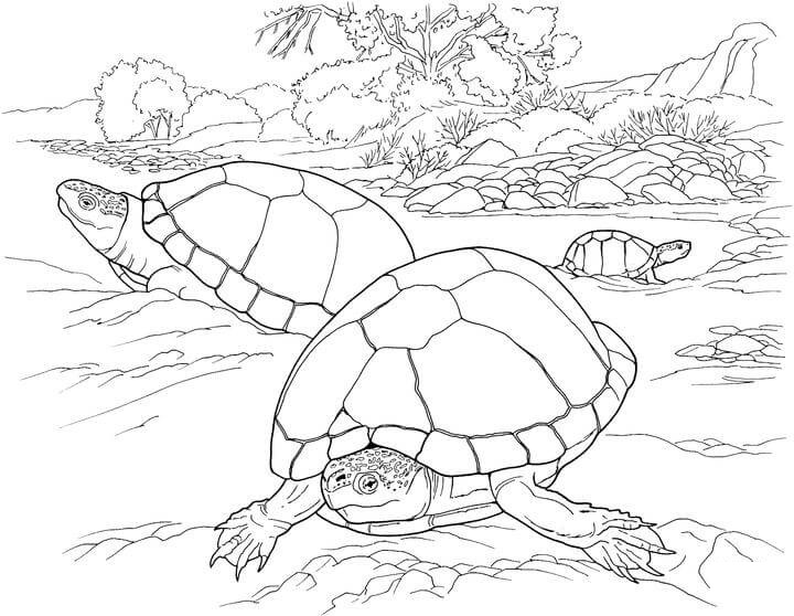 Turtles In The Desert Coloring Game Turtles In The Desert