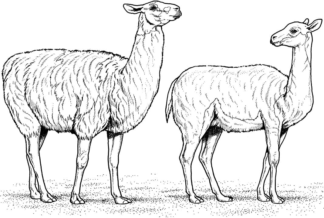 Two Alpacas