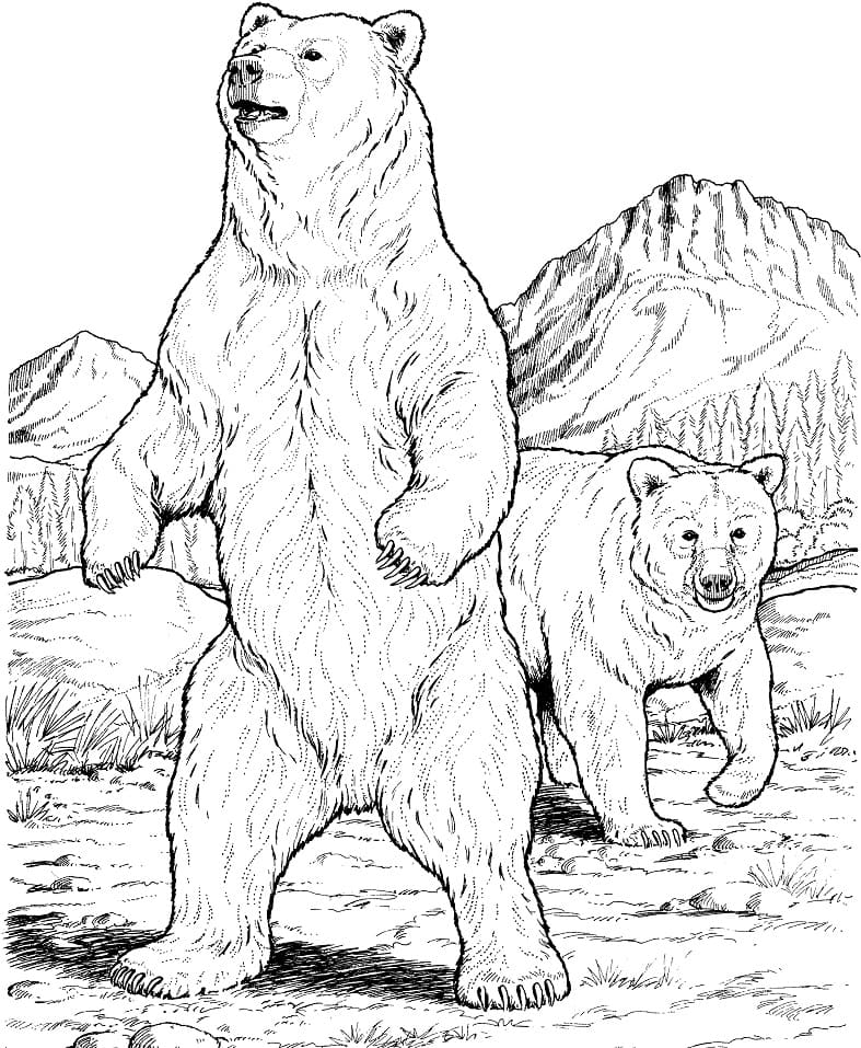 Two Black Bears Coloring Game Two Black Bears