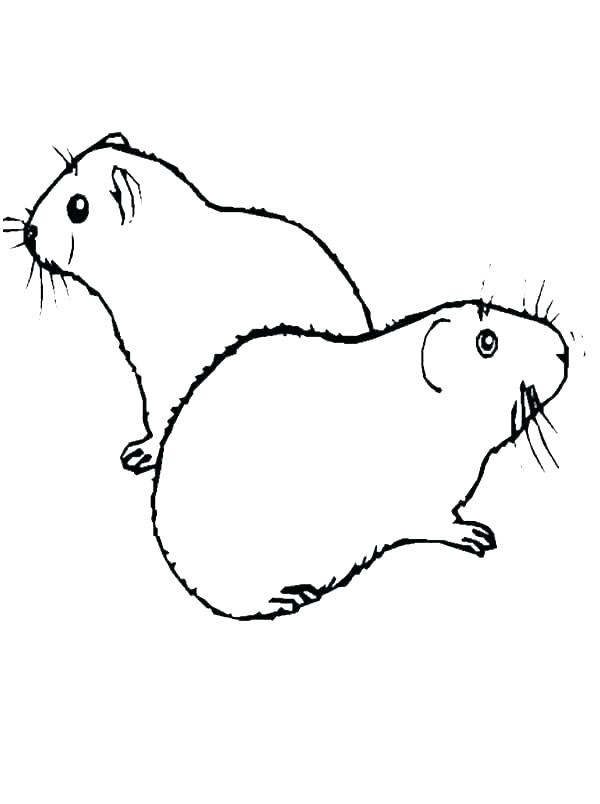 Two Cute Guinea Pigs Coloring Game Two Cute Guinea Pigs
