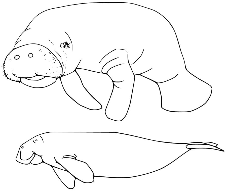 Two Manatees