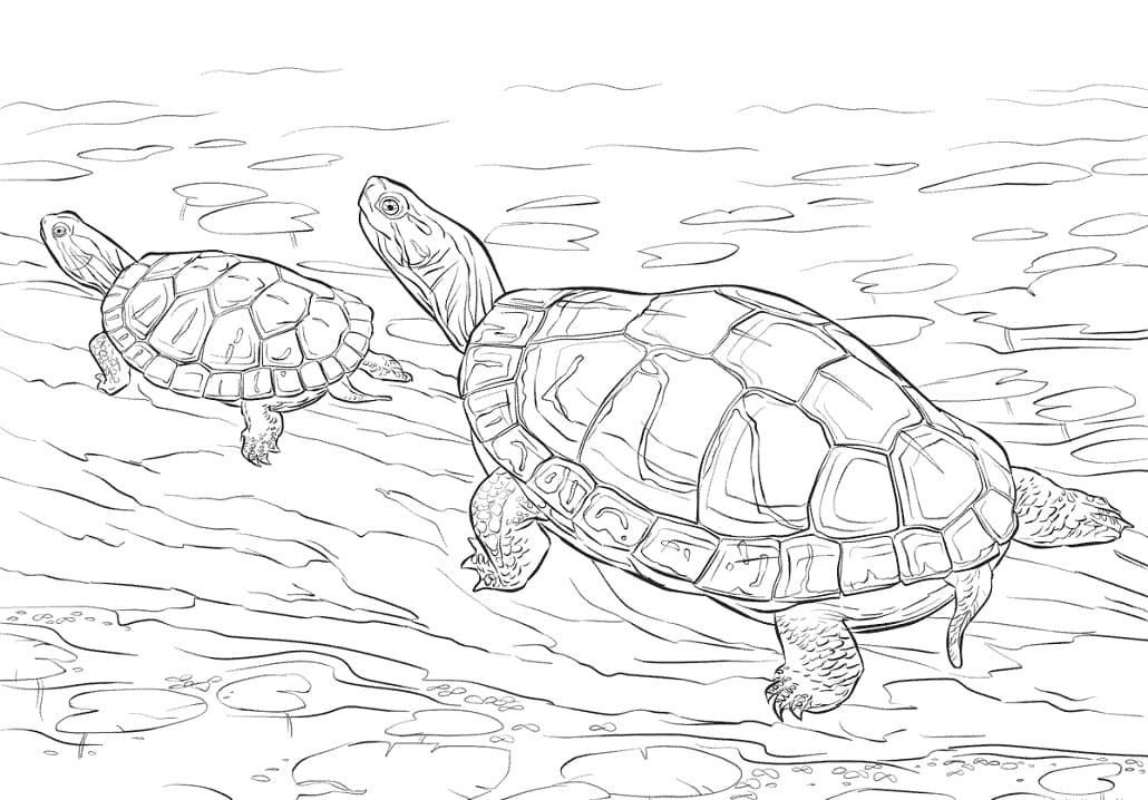Two Painted Turtles Coloring Game Two Painted Turtles