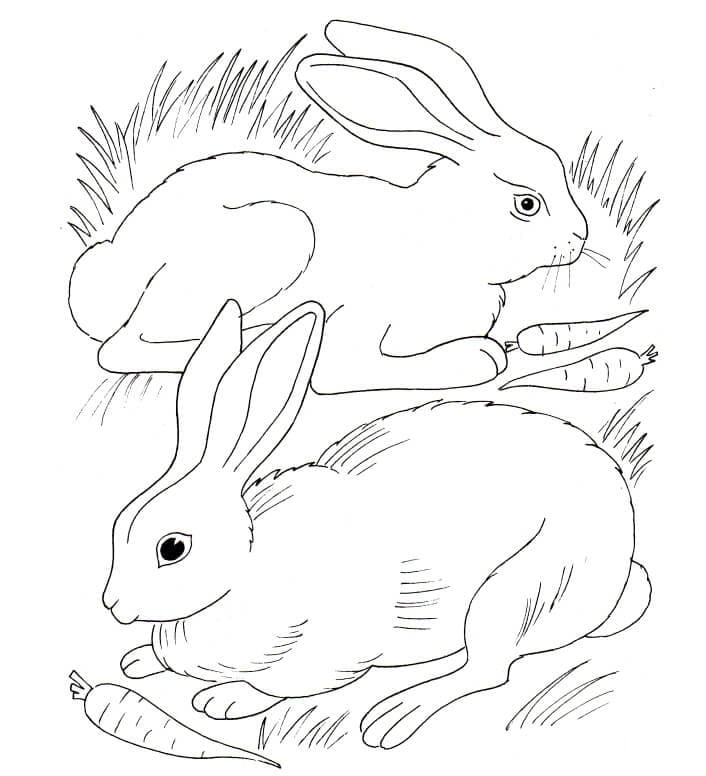 Two Rabbits