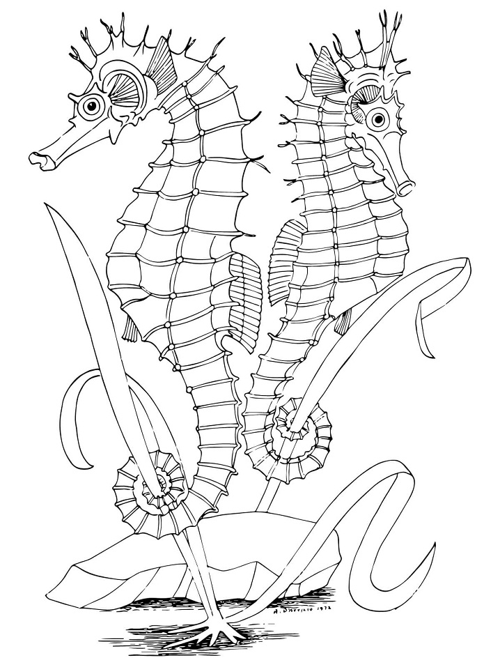 Two Seahorses