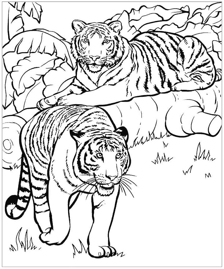 Two Tigers