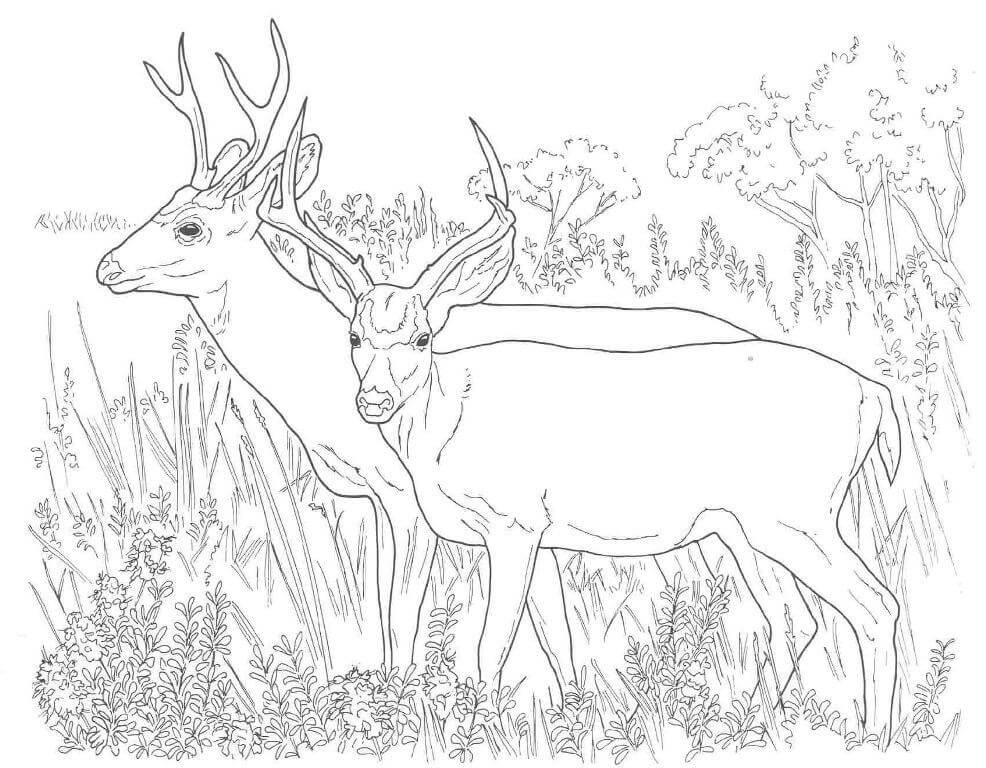 Two White Tailed Deers