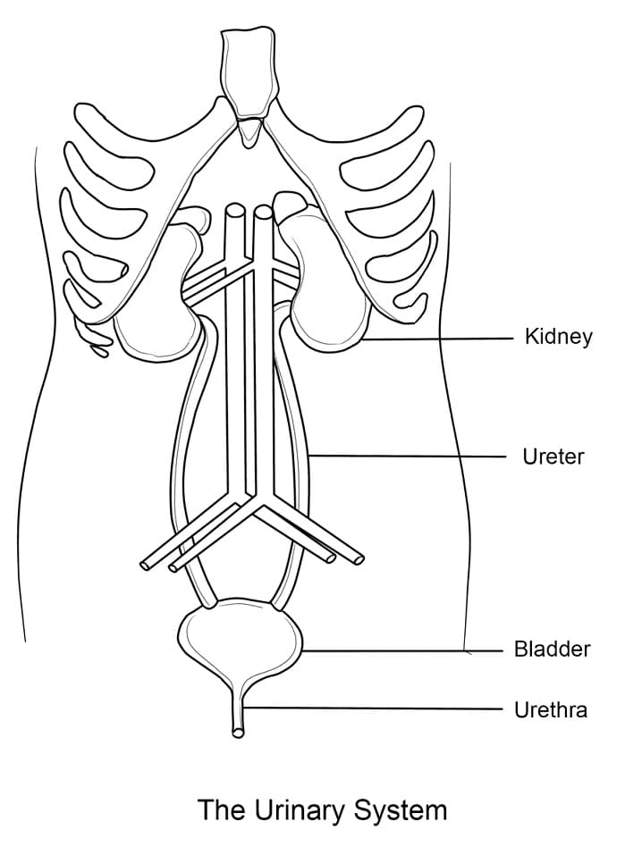 Urinary System
