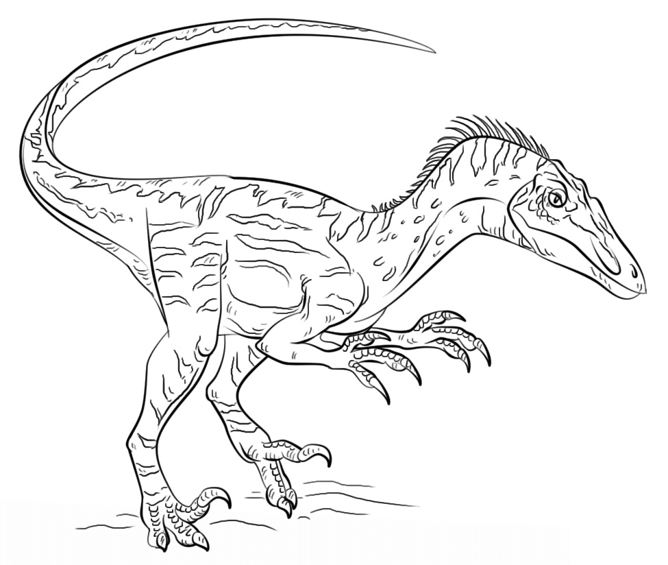 Velociraptor 4