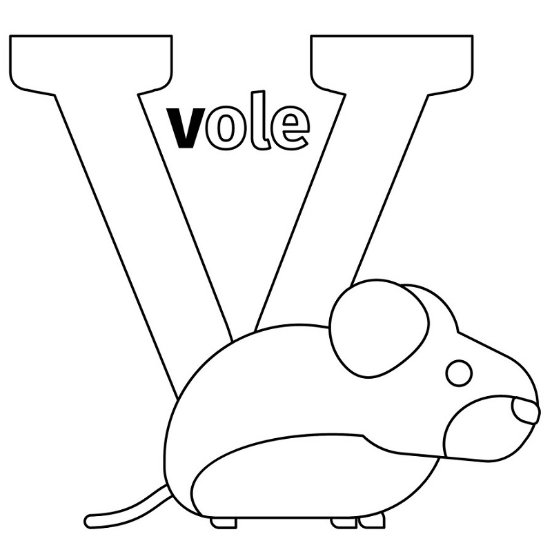 Vole Letter V