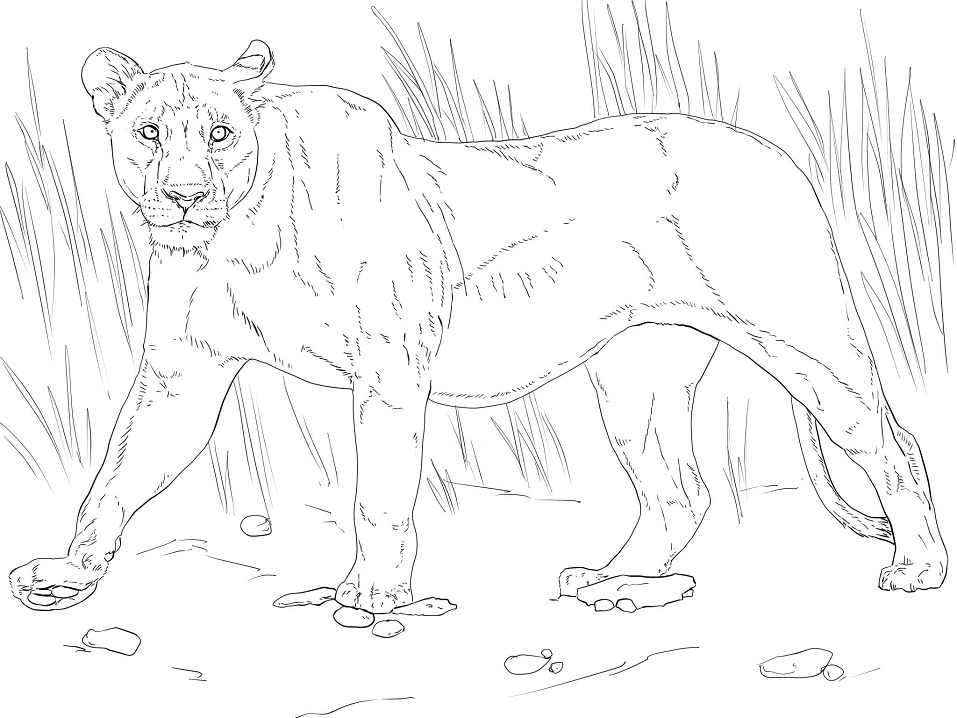 Walking Lioness