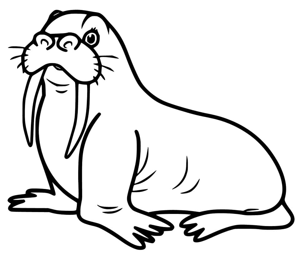 Walrus 13