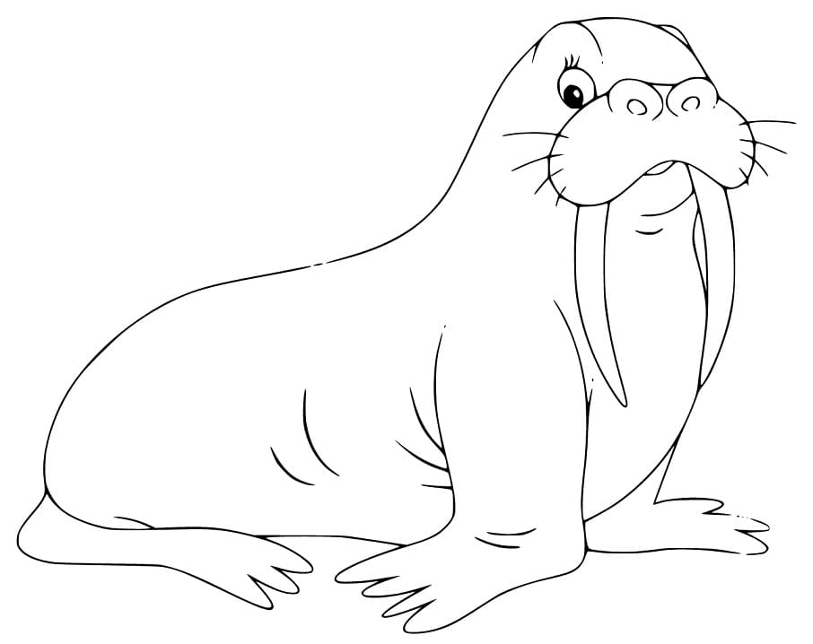Walrus 17