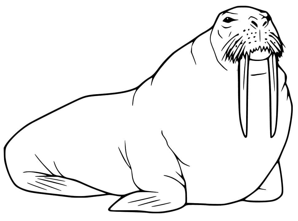 Walrus 19