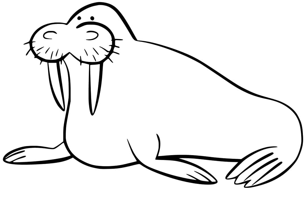 Walrus 2