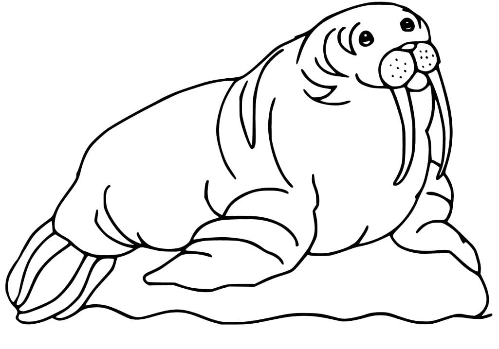Walrus 21