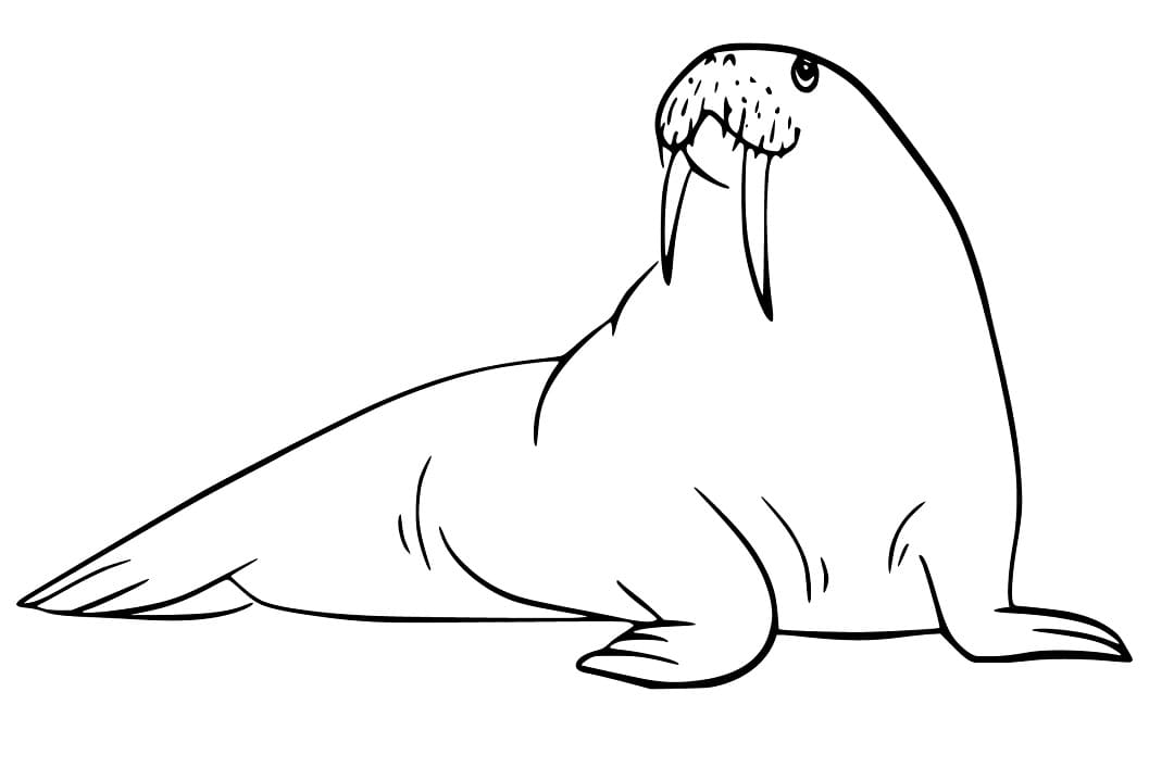 Walrus 4
