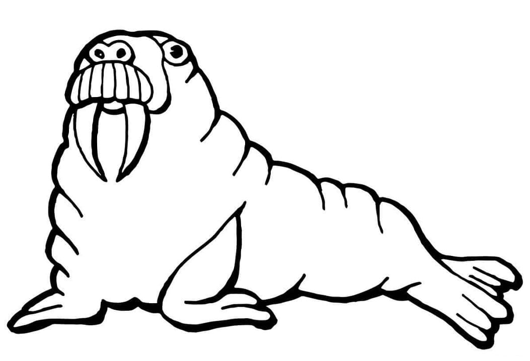 Walrus Looks Funny