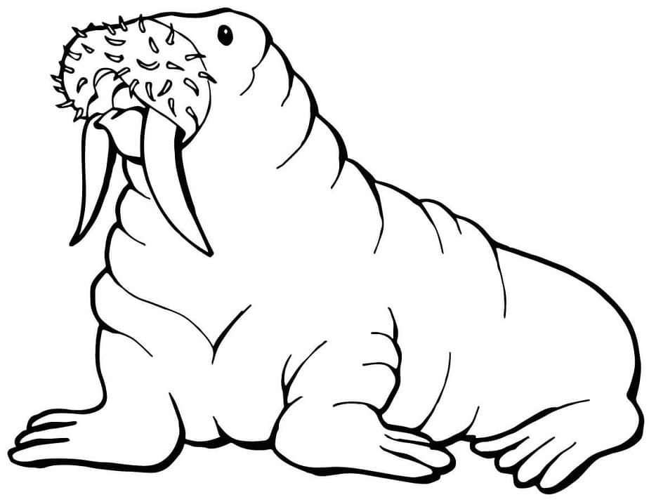 Walrus with Mustache