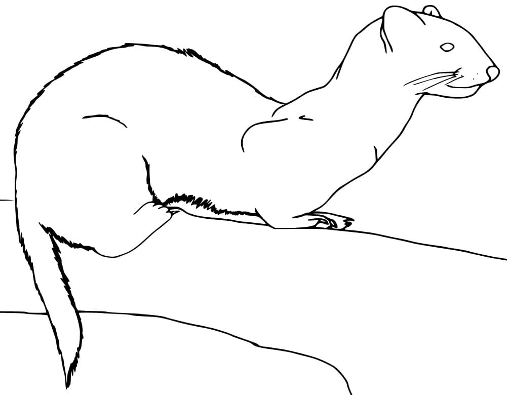 Weasel 11 Coloring Game Weasel 11