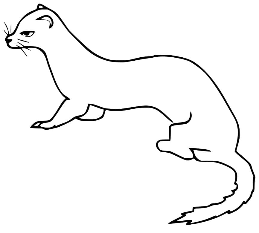 Weasel 13 Coloring Game Weasel 13
