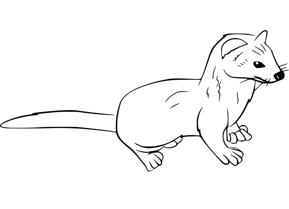 Weasel 16 Coloring Game Weasel 16