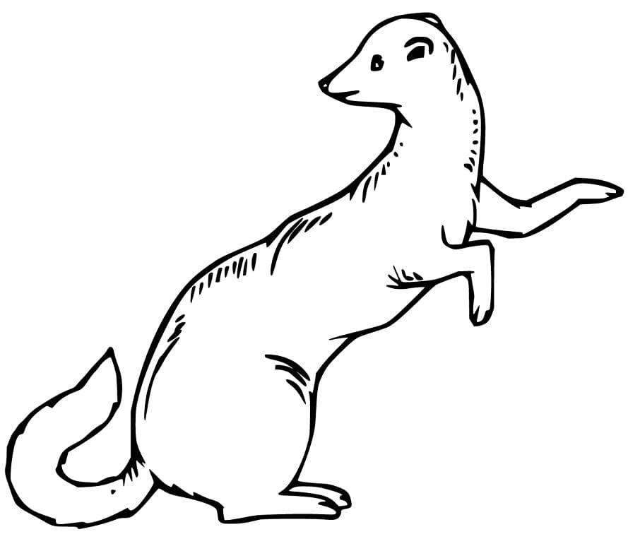 Weasel 2 Coloring Game Weasel 2
