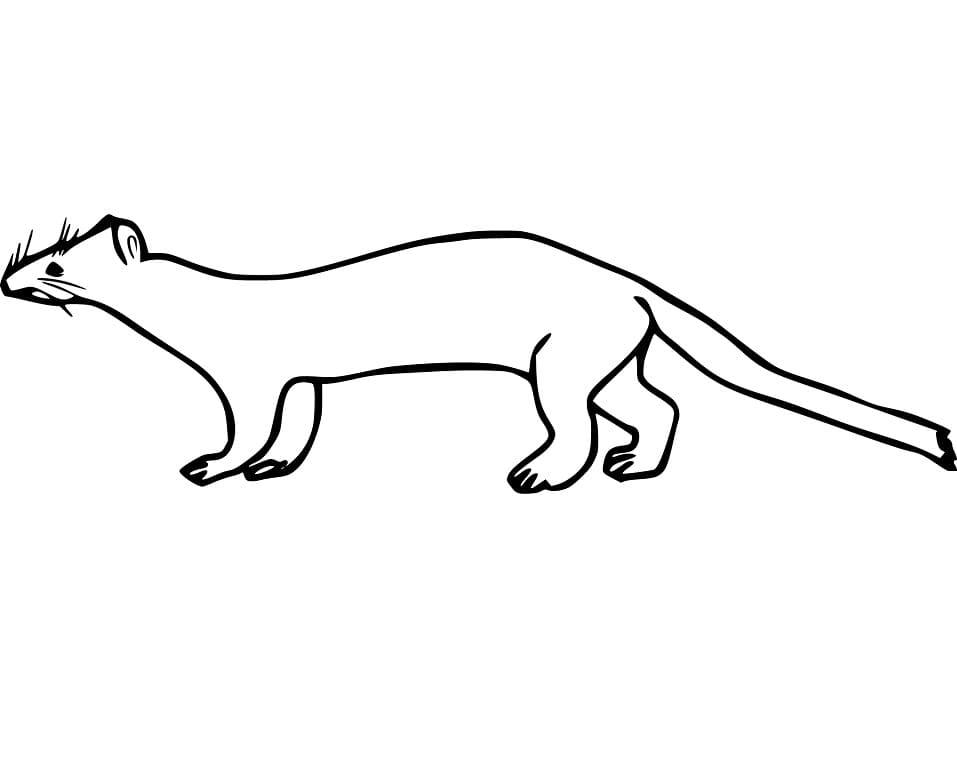 Weasel 7 Coloring Game Weasel 7