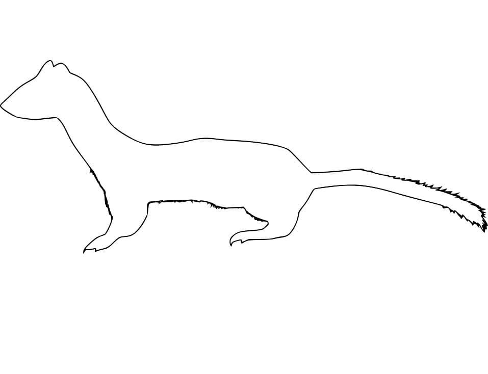 Weasel 8 Coloring Game Weasel 8