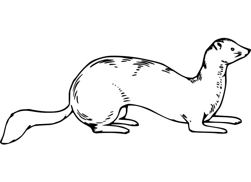Weasel 9 Coloring Game Weasel 9