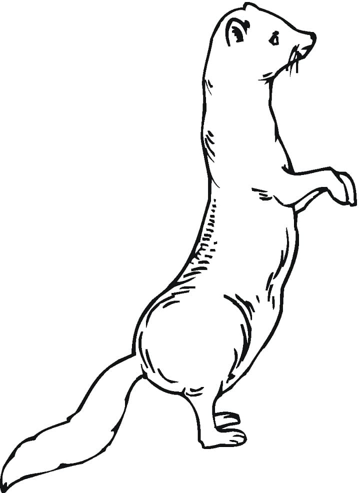 Weasel Is Standing Coloring Game Weasel Is Standing