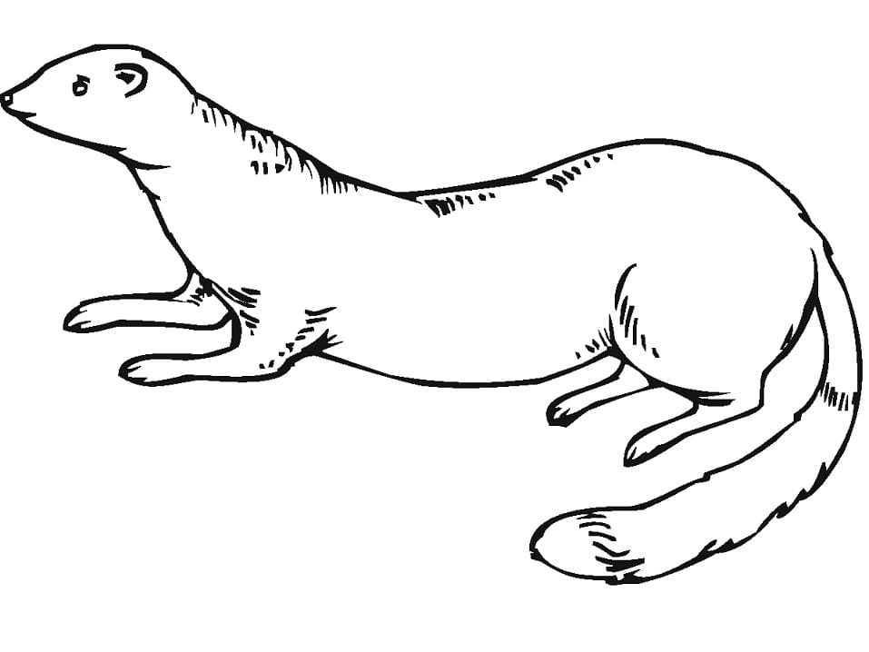 Weasel Printable Coloring Game Weasel Printable