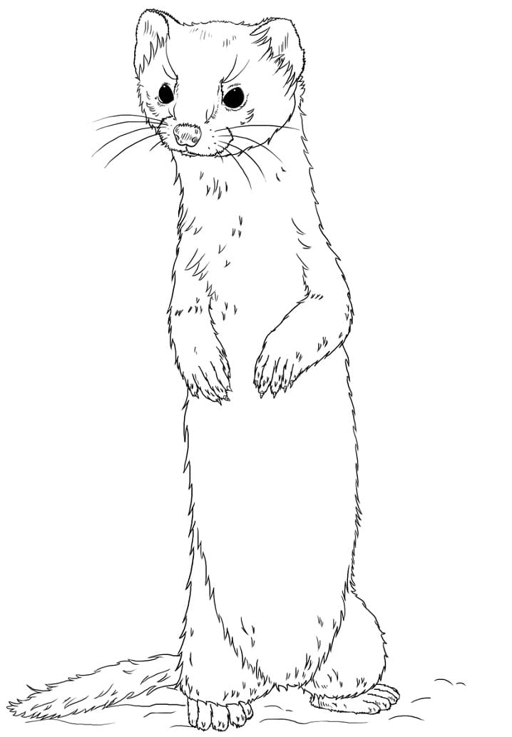 Weasel Standing Coloring Game Weasel Standing