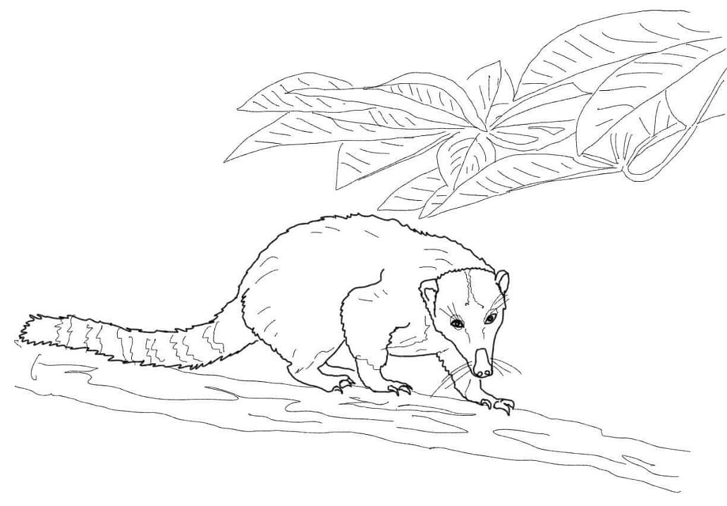 Western Mountain Coati