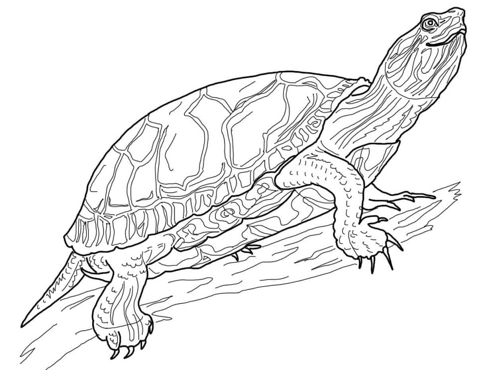 Western Painted Turtle Coloring Game Western Painted Turtle