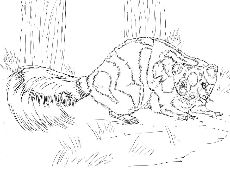 Western Spotted Skunk