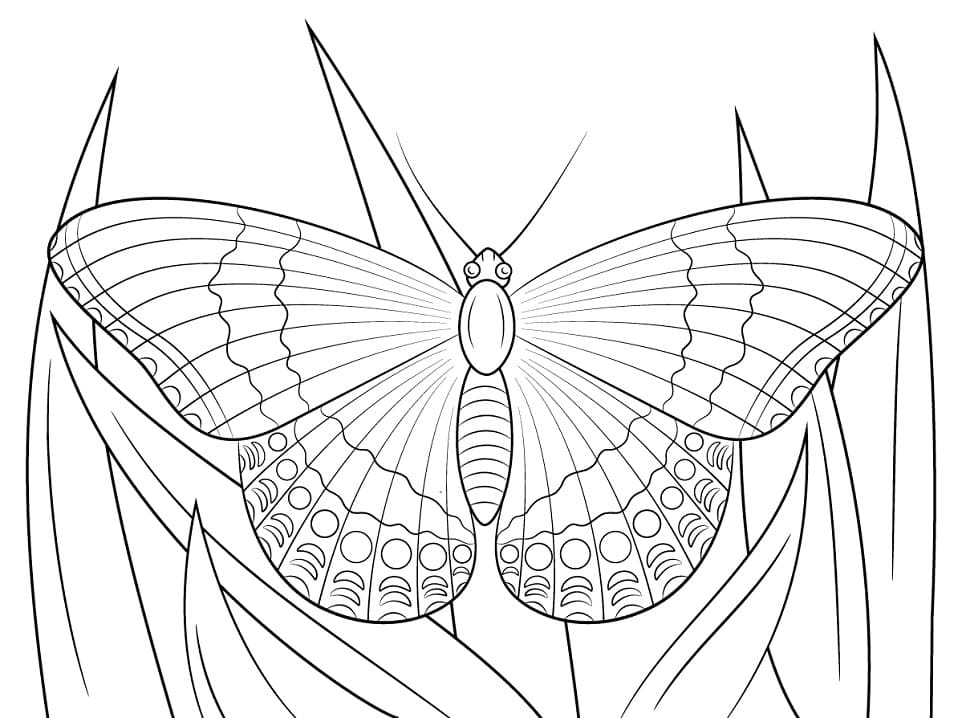 White Admiral Butterfly Coloring Game White Admiral Butterfly