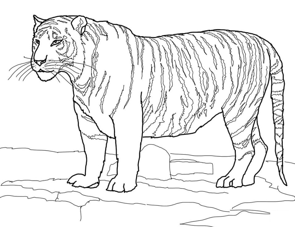 White Bengal Tiger