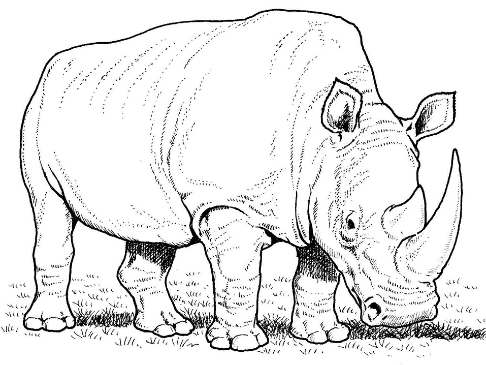 Indian Rhino Coloring - Play Free Coloring Game Online